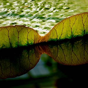 Plantes de la collection de photos clin d'oeil.